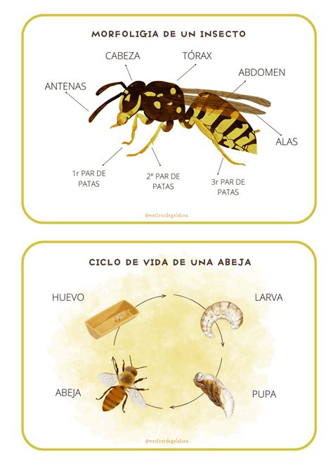 Profes Papel Tijera DOSIER DE INSECTOS