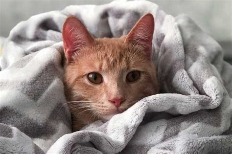 Anemia en gatitos qué es y cuáles son sus causas