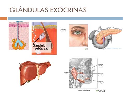 Ejemplos de glándulas exocrinas