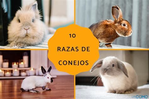 Razas De Conejos Descubre Cu Les Son Los M S Populares Y Todas