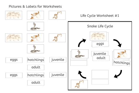 Life Cycle Of A Snake With Tray Ifit Montessori