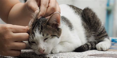 Ear Discharge In Cats Causes Symptoms And Treatment