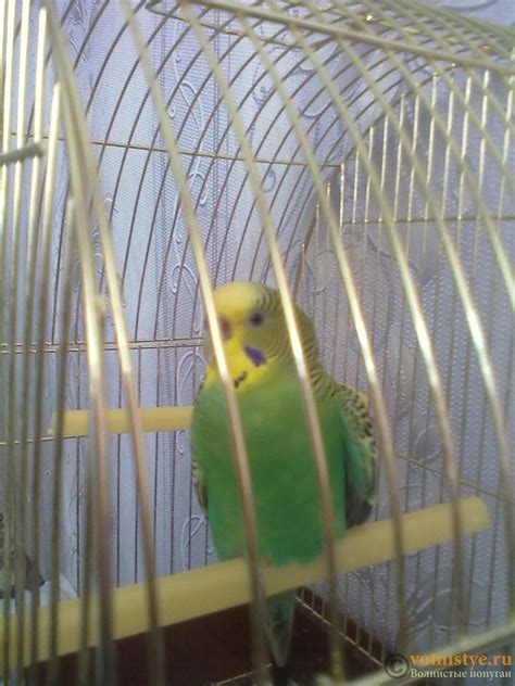 Крыло волнистого попугая (61 фото) - красивые фото и картинки pofoto.club