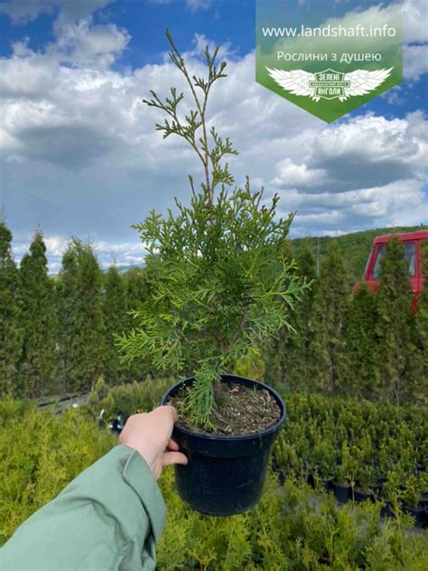 Thuja occidentalis 'Columna', Туя західна 'Колумна'|landshaft.info