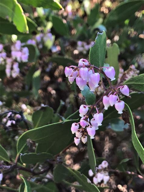 Plantfiles Pictures Arctostaphylos Species Stanford S Manzanita Arctostaphylos Stanfordiana