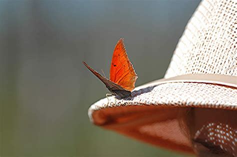 Rare or Endangered Butterflies – MiamiBlue.org