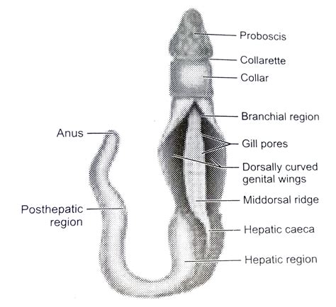 Balanoglossus Diagram