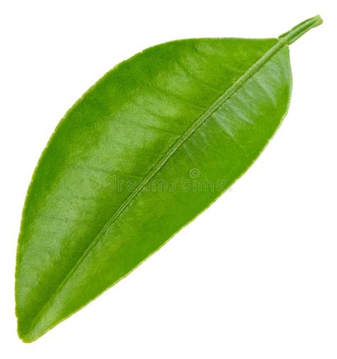 Citrus Leaves Isolated Stock Photo Image Of Green Fruit 310626216