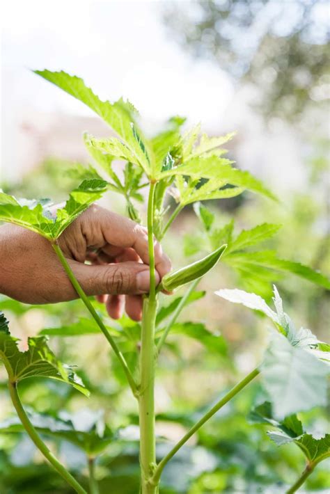 How To Control Okra Leafhoppers Naturally How To Get Rid Of Them With Natural And Organic Treatment