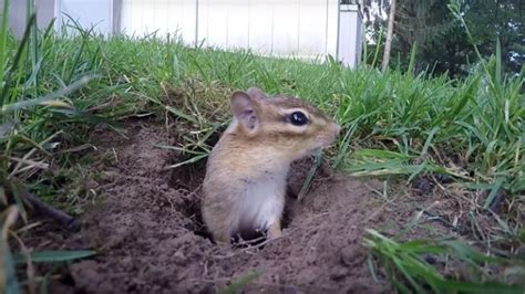 how to get rid of chipmunk holes