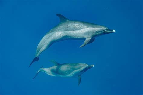 Dolphin Swim Gallery - Aloha Ocean Oahu Dolphin Swim Tours