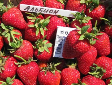 Саженцы клубники Альбион — Bestberry