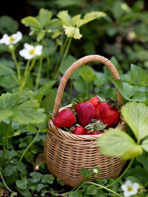 Berry Basket Heirloom Art Co Artofit