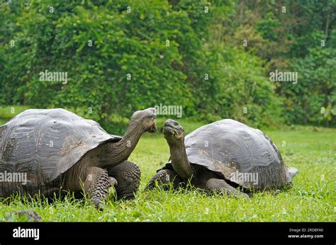 giant tortoise fight  raising  heads galapagos ecuador