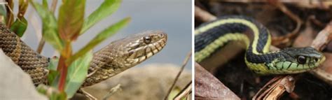 28 Types Of Snakes In Tennessee Nature Blog Network