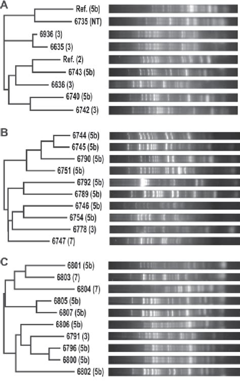 Figure 1 From Development And Application Of An ERIC PCR Method For