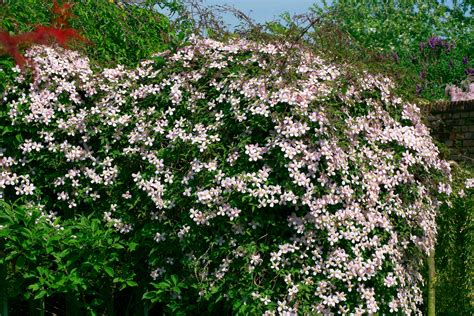 Clematis ‘Elizabeth’ | Caragh Nurseries