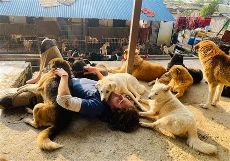 Animal volunteer guide: how to make a real impact