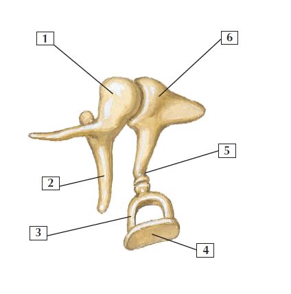 auditory ossicles Diagram | Quizlet