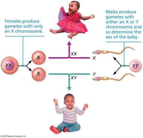 Topic 6a The Reproductive System Flashcards Quizlet