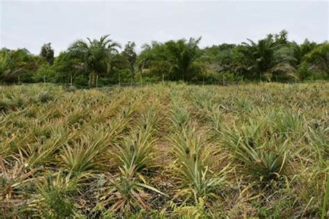 pineapple plantation  peatland  scientific diagram