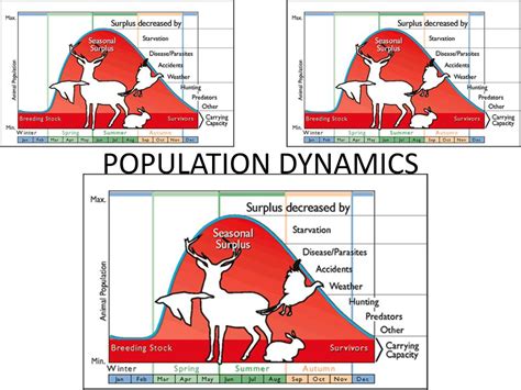 Ppt Population Dynamics Powerpoint Presentation Free Download Id
