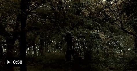 I like good news and I like animals, so I started a new video series ...