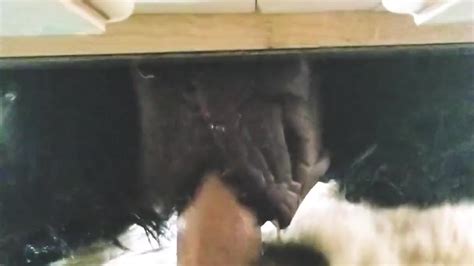 Sucario Pumps Dukes Muzzle Full Of Warm Cum Free Sex Video RedTube