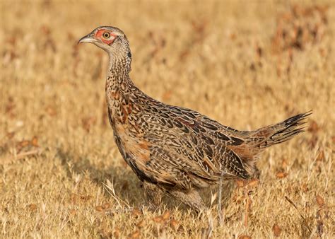 Ring-necked Pheasant — Sacramento Audubon Society