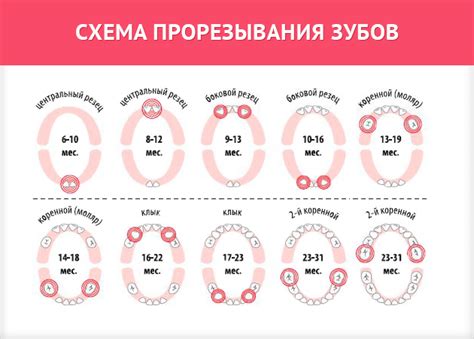 Схема Прорезывания Зубов Картинки – Telegraph