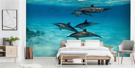 Dolphin Wallpaper And Wall Murals Wallsauce Us