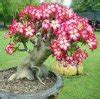 Adenium Mini Baobab Róża Pustyni Adenium Obesum egzotyczna roślina