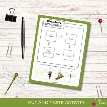 Life Cycle Of A Dragonfly Worksheet Dragonflies Life Cycle Cut And Paste