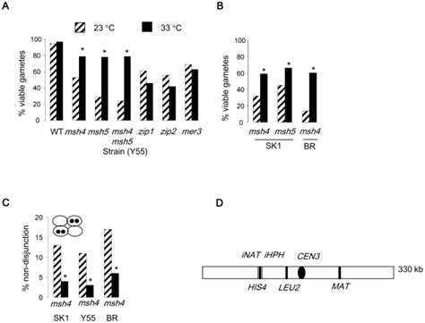 temperature dependent modulation  chromosome segregation  msh