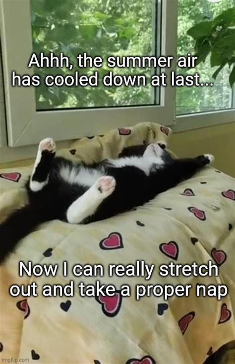 Cool Cat Nap Imgflip