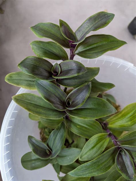 Tradescantia Cerinthoides ‘limelight Tradescantia Hub Shop