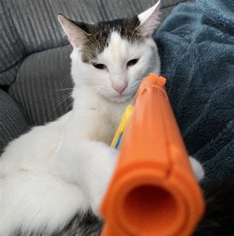 Ms Gay Cat On Twitter Rt Iluvcats