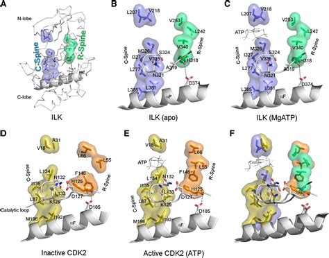 The Pseudoactive Site Of Ilk Is Essential For Its Binding To Parvin