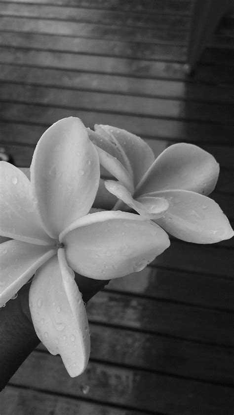 dull wallpapers top  dull backgrounds wallpaperaccess