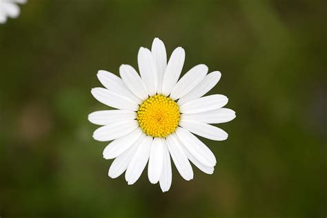 Margherita 2 | JuzaPhoto