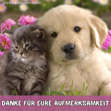 Danke für eure aufmerksamkeit bild Hund und Katze