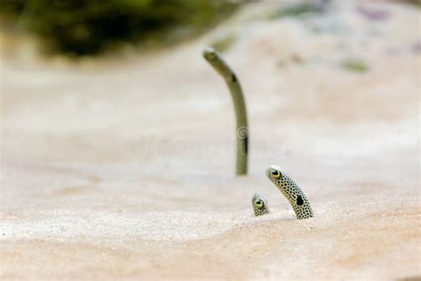 784 Sand Eel Photos - Free & Royalty-Free Stock Photos from Dreamstime