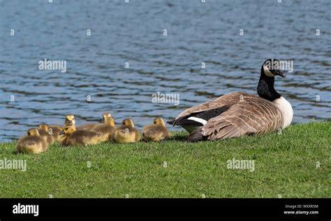 Kanadische Mutter Fotos Und Bildmaterial In Hoher Aufl Sung Alamy