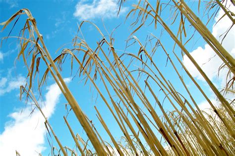 corn wheat agriculture  photo  pixabay pixabay