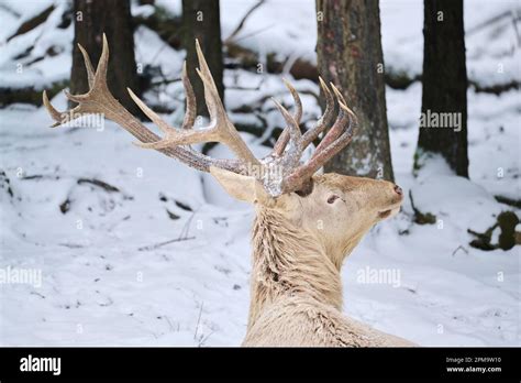 Red Deer Cervus Elaphus Albino Stag In A Forest In Winter Snow