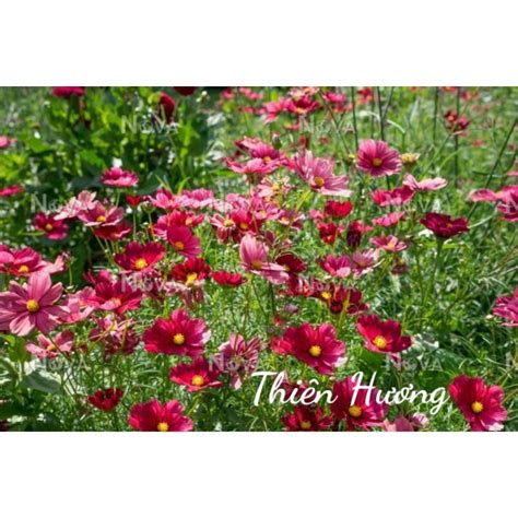 Mua 2000 3000 Hạt Giống Hoa Sao Nháicánh Bướm đỏ Cosmos Red Ảnh