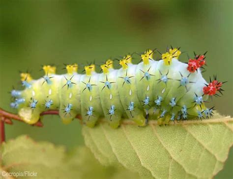 Caterpillar Identification & What They Mean For Your Garden