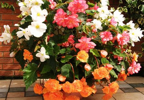 Как правильно выращивать и ухаживать за бегониями? - Блог Інтернет ...