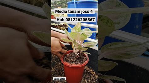 Media Tanam Joss Memang Joss Aglaonema Bukan Aglonema Youtube