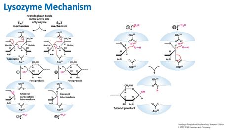 Lysozyme Mechanism Biochemistry Youtube